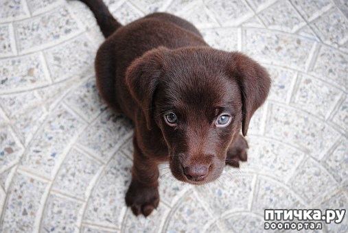 фото 2: Лабрадор - практически идеальная семейная собака