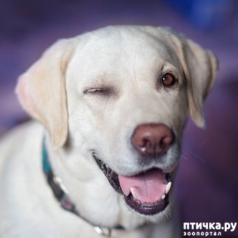 фото 1: Лабрадор - практически идеальная семейная собака