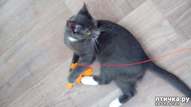 ���� 5: ������� ��� �������