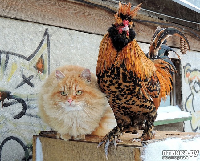 ���� 21: ���� ������� � �������� �����