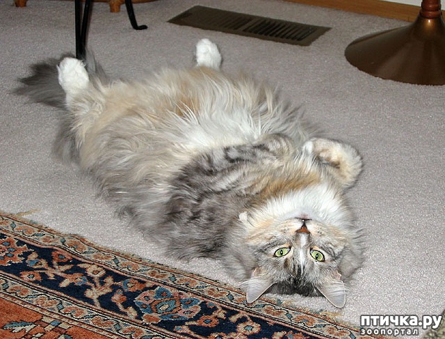 ���� 22: ���� ������� � �������� �����