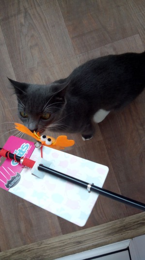 ����: ������� ��� �������