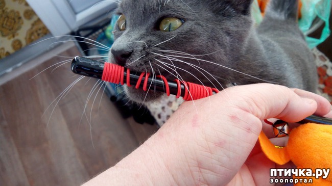 ���� 3: ������� ��� �������