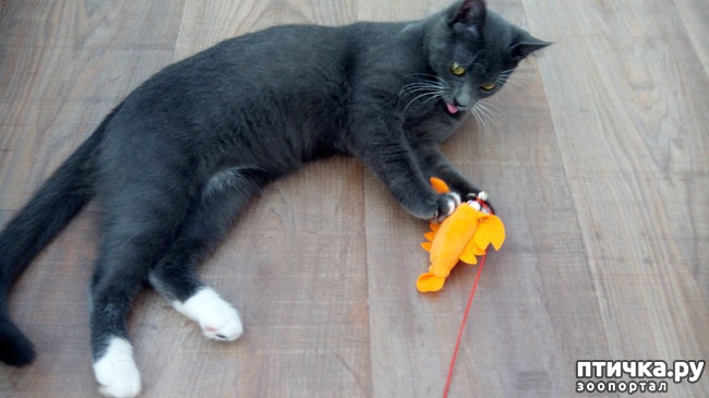 ���� 4: ������� ��� �������