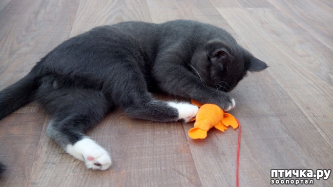 ���� 6: ������� ��� �������