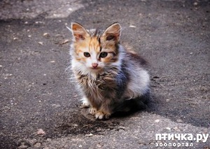 ����: ������������������