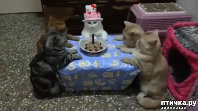 ���� 5: ����������� ����������������!!!