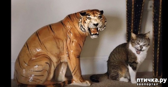 ���� 11: #�������� ���������� ������-���������