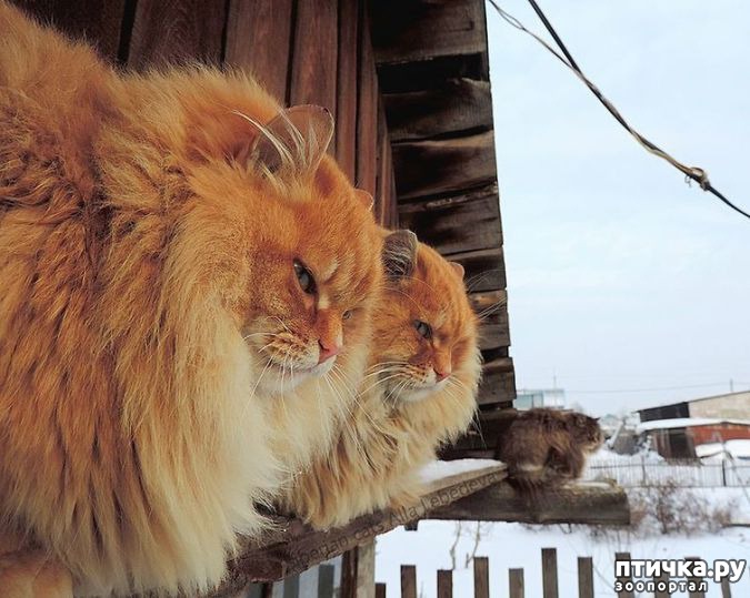 Алла Лебедева Кошляндия Свежие Фото