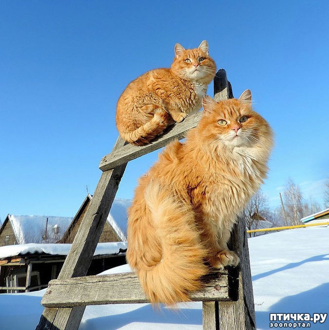 Алла Лебедева Кошляндия Свежие Фото