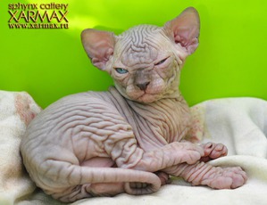 ����: #�������� ���������� ������-���������