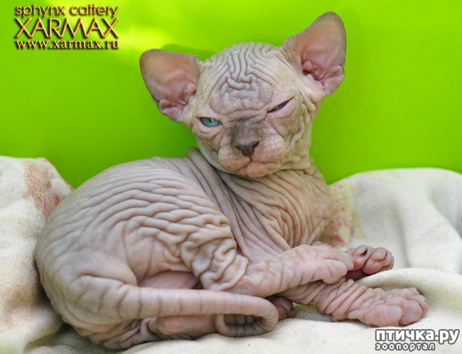 ���� 1: #�������� ���������� ������-���������