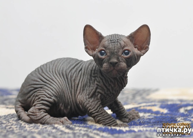 ���� 3: #�������� ���������� ������-���������