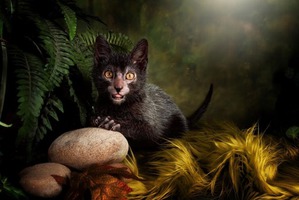 ����: �����