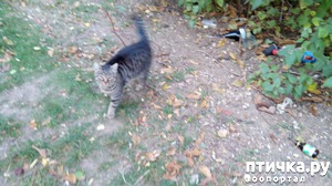 ����: ����, ��� �� �����, ��� �� ����