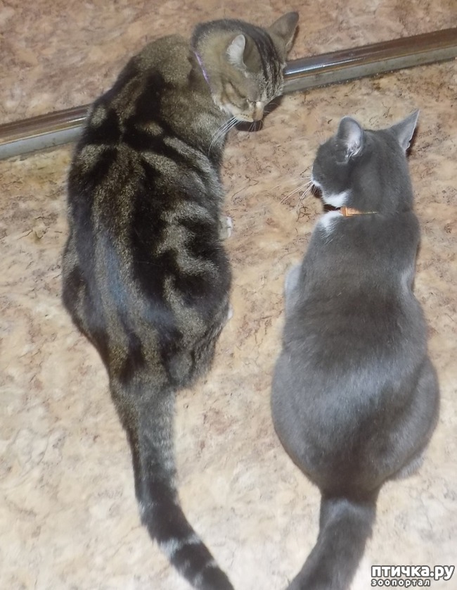 фотография 3: Игры, или войны? Вот в чём вопрос! фото 3: Игры, или войны? Вот в чём вопрос!