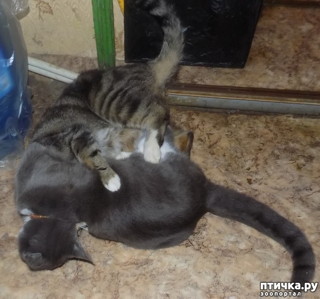 фотография 4: Игры, или войны? Вот в чём вопрос! фото 4: Игры, или войны? Вот в чём вопрос!