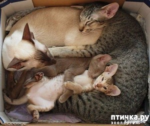 ����: ������ ����