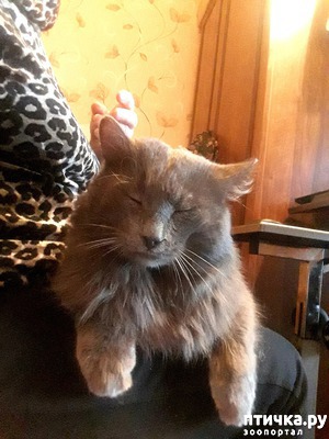 ����: �������