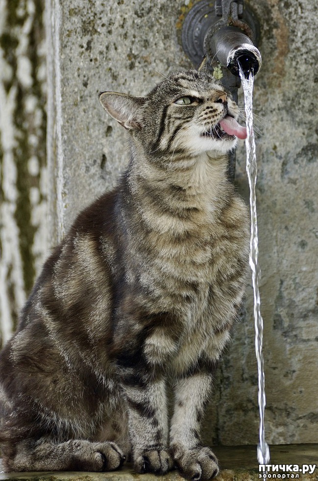 фото 4: Особенности кошачьего языка.