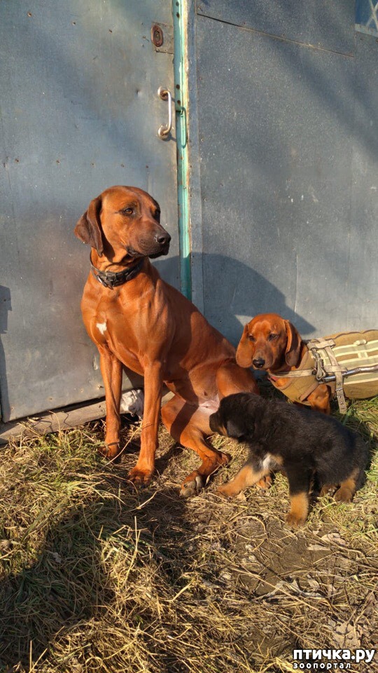 ���� 15: �����������