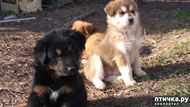 ���� 18: �����������