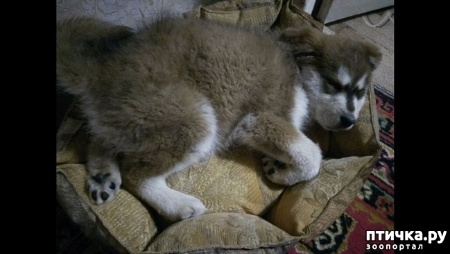 ���� 5: �����������