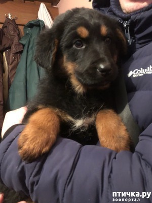 ����: ������� ����