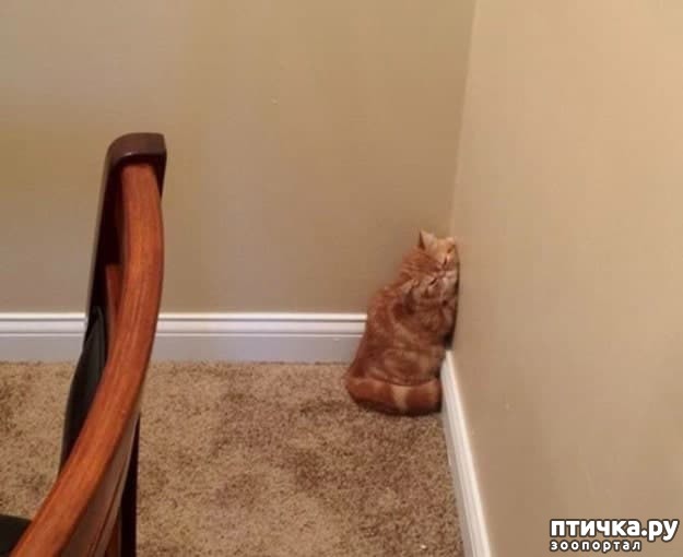 ���� 4: ���� �������