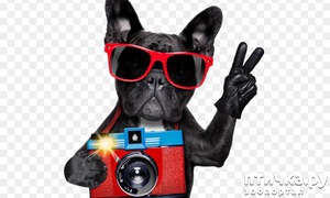 ����: ���� �������