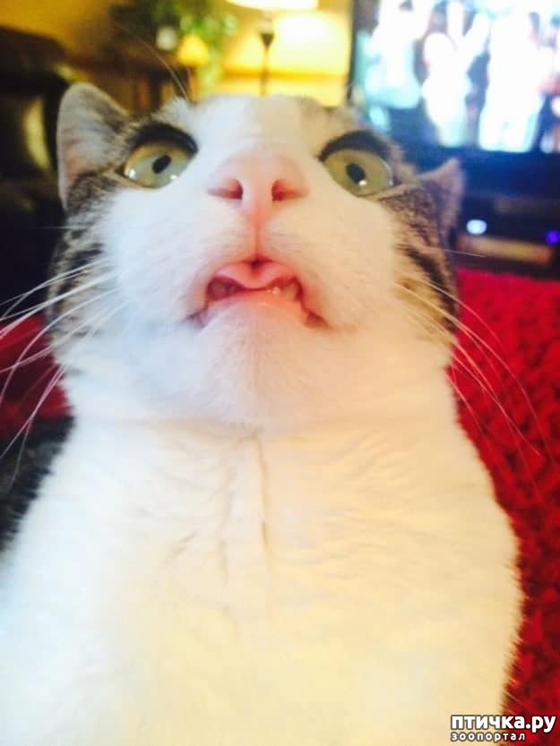 ���� 8: ���� �������