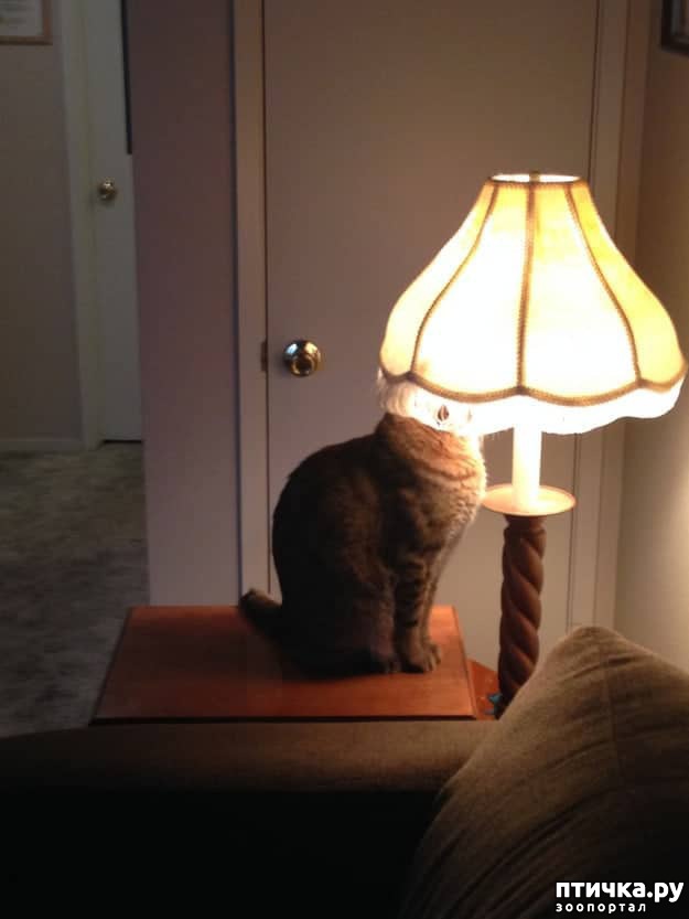 ���� 9: ���� �������