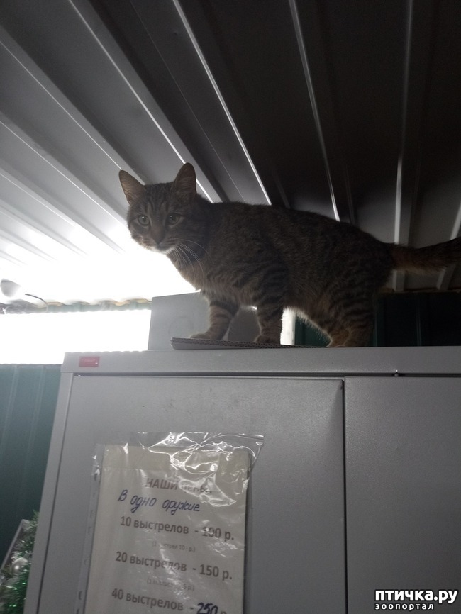 ���� 4: ����� �� ����, ����� �� ������)))