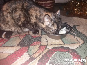 ����: �����. ������ ���� ����