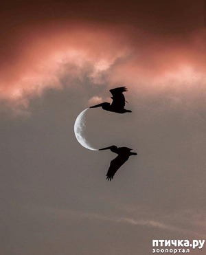 ����: ������� ����