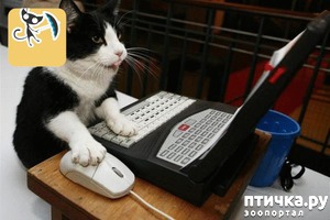 ����: ������� ����