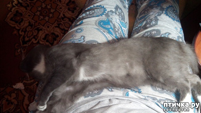 фото 2: Спит котенок