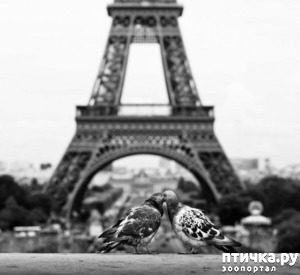 ����: �����������.