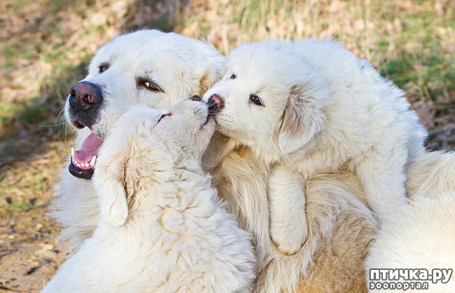 ���� 5: �����������.