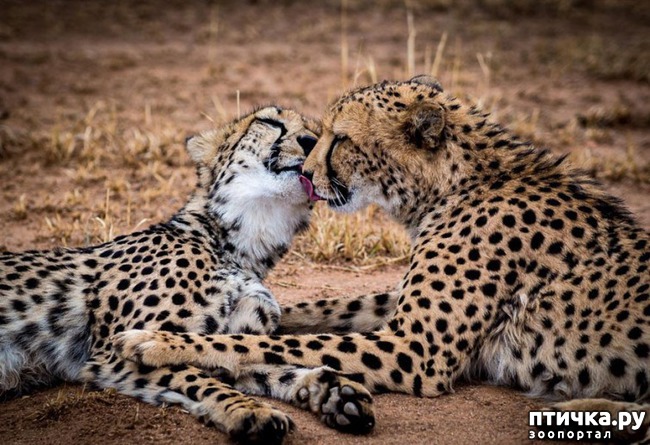 ���� 6: �����������.