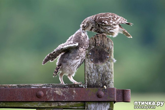 ���� 8: �����������.