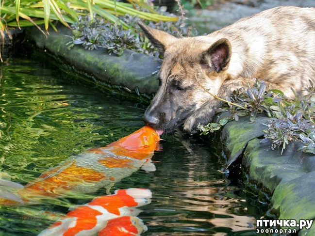 ���� 11: �����������.