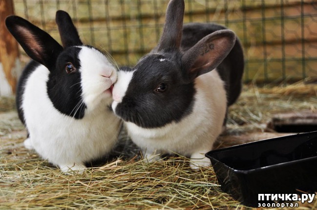 ���� 14: �����������.