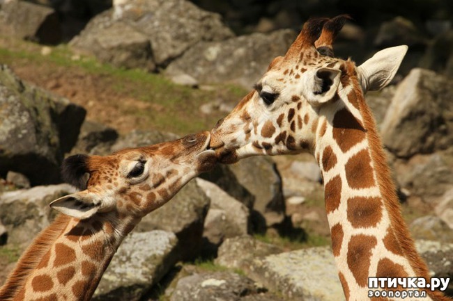 ���� 15: �����������.