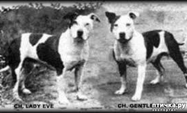 ���� 4: ����� � ���������� �������