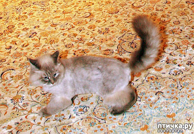 ���� 13: ���� � ��� ��� ��� VIP-�����