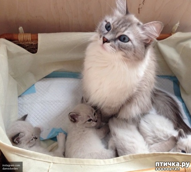 ���� 14: ���� � ��� ��� ��� VIP-�����