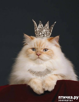 ����: ���� � ��� ��� ��� VIP-�����