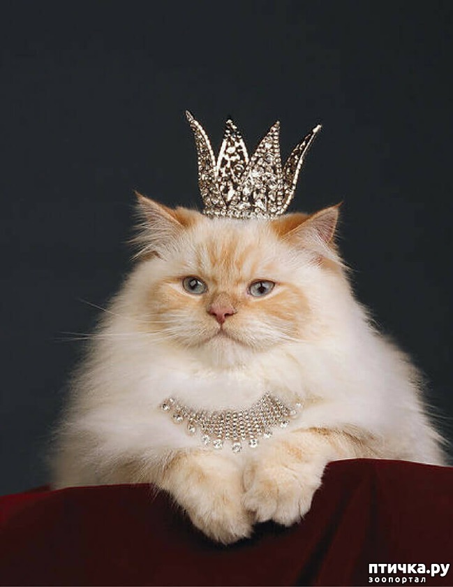 ���� 1: ���� � ��� ��� ��� VIP-�����