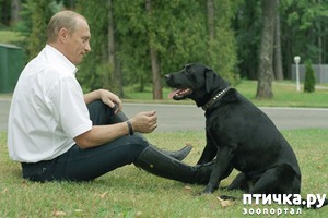 ����: VIP-� �� VIP-��